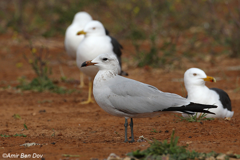 שחף אדום מקור Audouin's Gull   Larus audouinii                   חוף אשדוד,מרץ 2010.צלם:אמיר בן דב